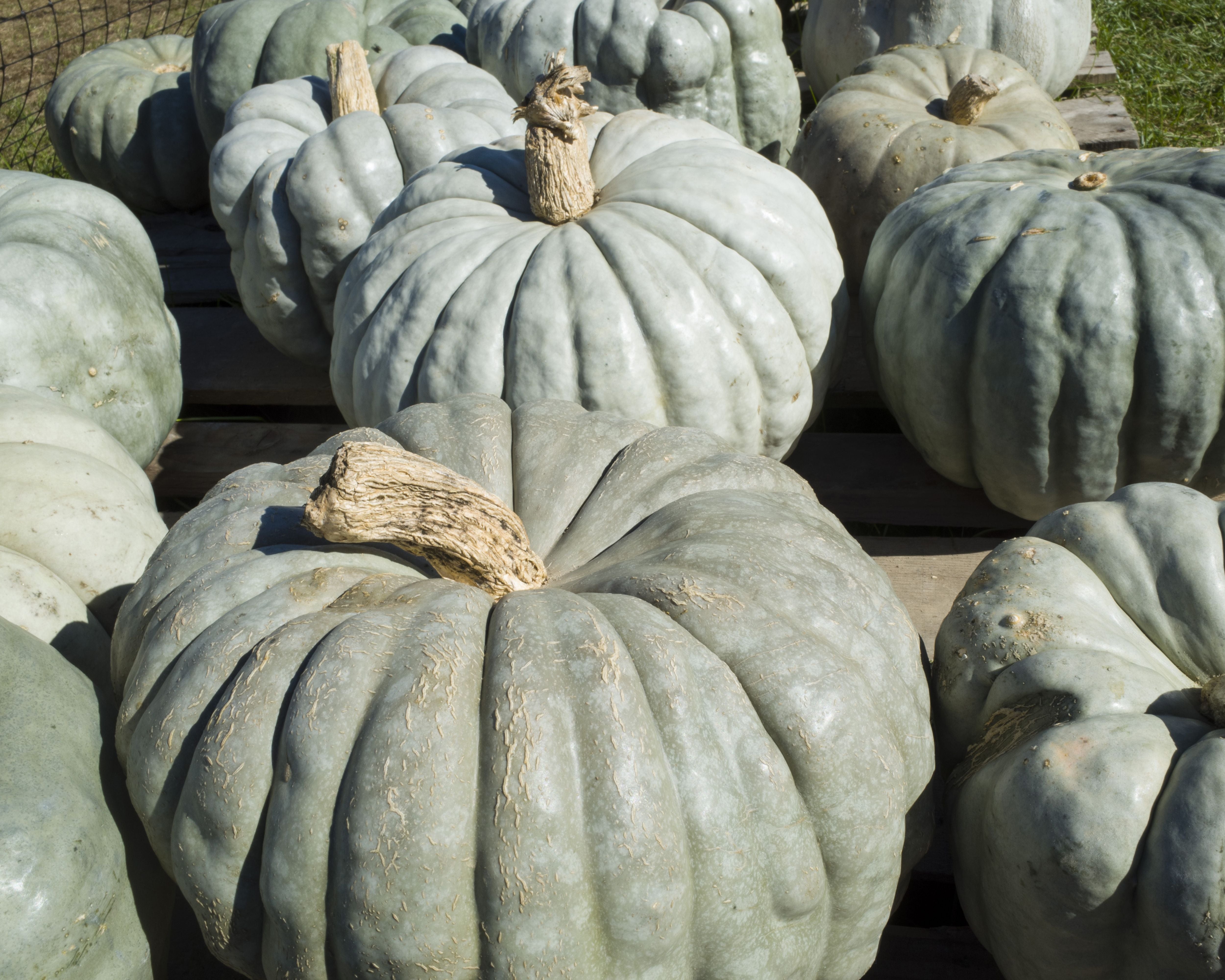 How to Grow Pumpkins and Squash: Best Varieties, Uses, and Growing Tips.