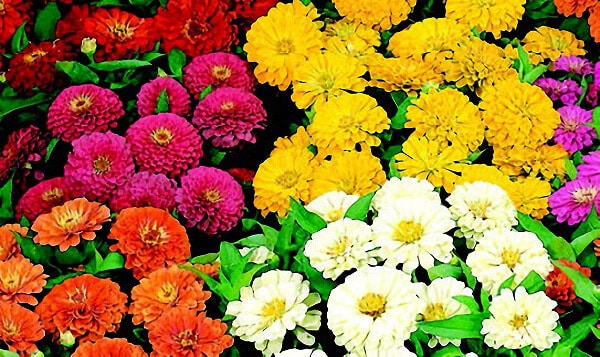 Top Flowers That Attract Butterflies and Bees (And How to Grow Them from Seed)