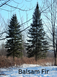 Grow Your Own CHRISTMAS TREE COLLECTION - 4 Gift Packets of Tree Seeds - Fraser Fir, Balsam Fir, Douglas Fir, & Blue Spruce + Free Gift Bag