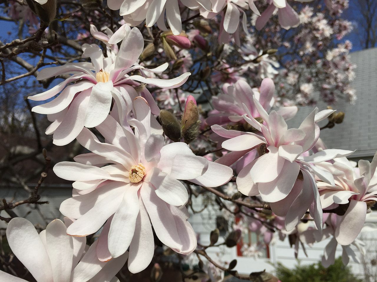 5 STAR MAGNOLIA Stellata TREE Seeds - Fragrant White to Pink Big 4" Wide Flowers