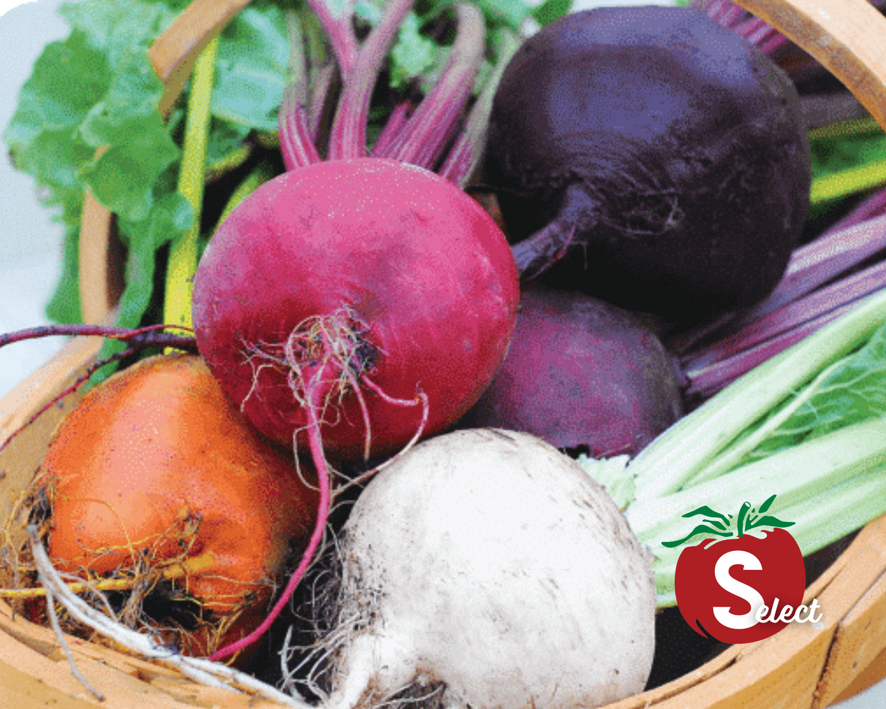 Rainbow Blend Showstopper Beet Seeds