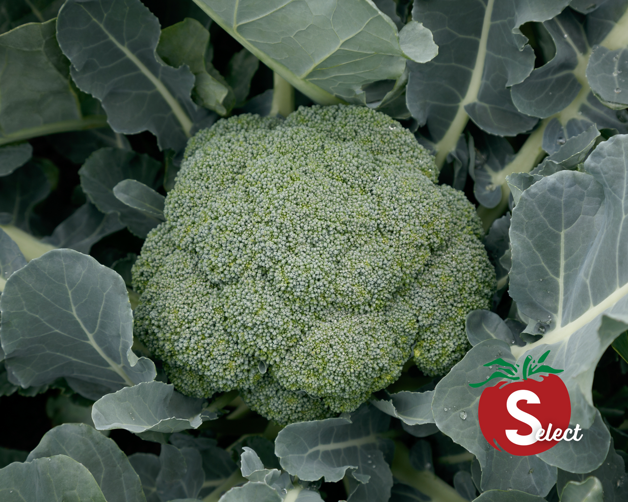 Green Magic Hybrid Broccoli Seeds