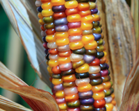 Glass Gem Corn Seeds