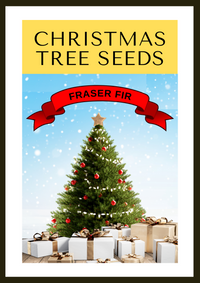 Grow Your Own CHRISTMAS TREE COLLECTION - 4 Gift Packets of Tree Seeds - Fraser Fir, Balsam Fir, Douglas Fir, & Blue Spruce + Free Gift Bag