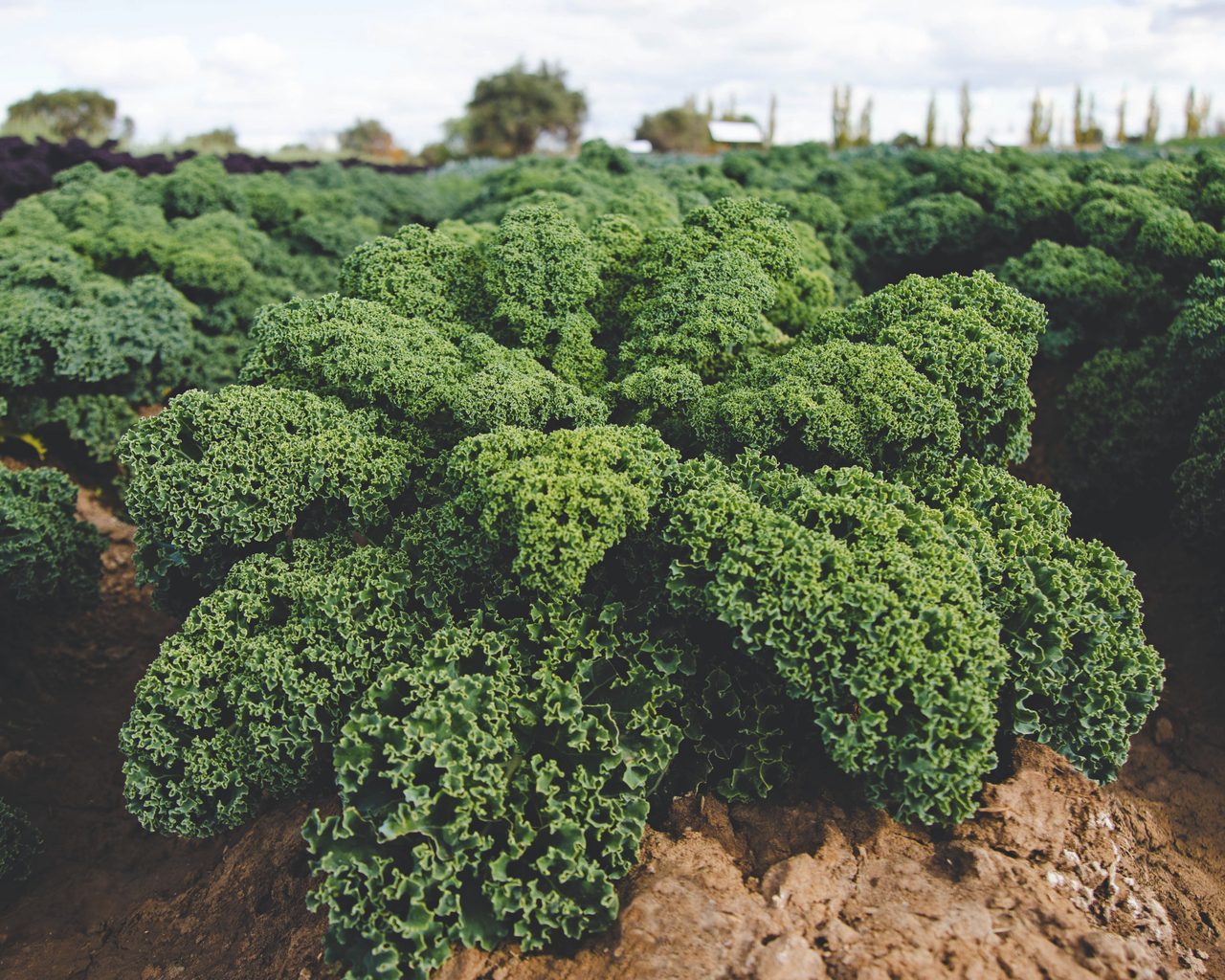 Darkibor Hybrid Kale Seeds