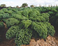 Darkibor Hybrid Kale Seeds