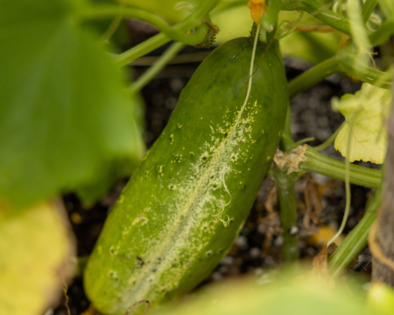 National Pickling Cucumber Seeds
