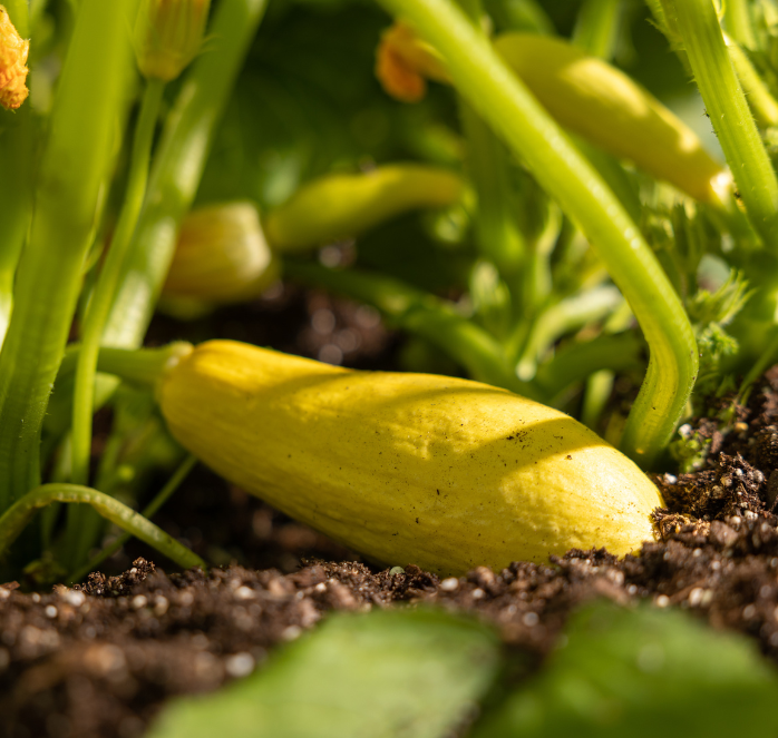 Enterprise Hybrid Squash Seeds