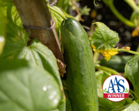 Diva Cucumber Seeds