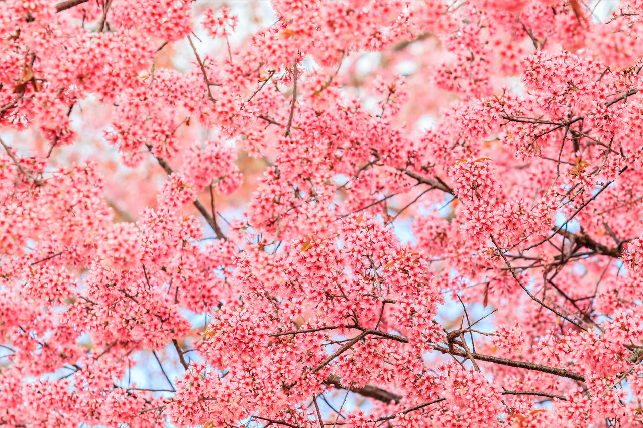 5 HIMALAYAN CHERRY Prunus Cerasoides Pink Flowers Red Fruit Tree Seeds