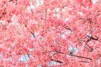 5 HIMALAYAN CHERRY Prunus Cerasoides Pink Flowers Red Fruit Tree Seeds