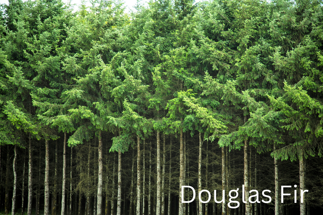 Grow Your Own CHRISTMAS TREE COLLECTION - 4 Gift Packets of Tree Seeds - Fraser Fir, Balsam Fir, Douglas Fir, & Blue Spruce + Free Gift Bag