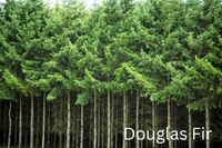 Grow Your Own CHRISTMAS TREE COLLECTION - 4 Gift Packets of Tree Seeds - Fraser Fir, Balsam Fir, Douglas Fir, & Blue Spruce + Free Gift Bag