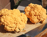 Cheddar Hybrid Cauliflower Seeds