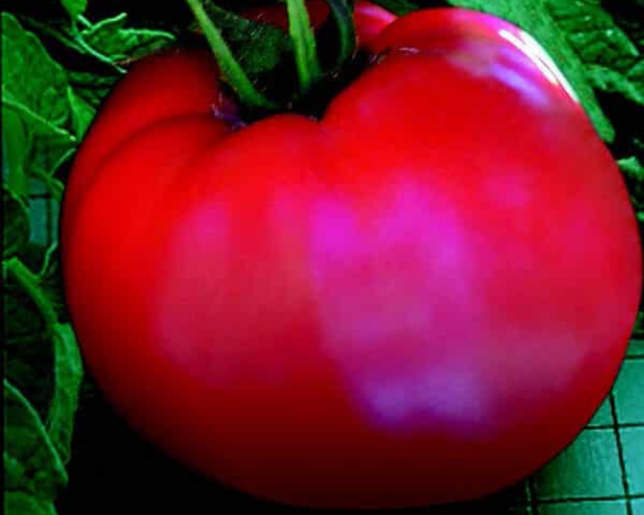 Goliath Original Hybrid Tomato Seeds