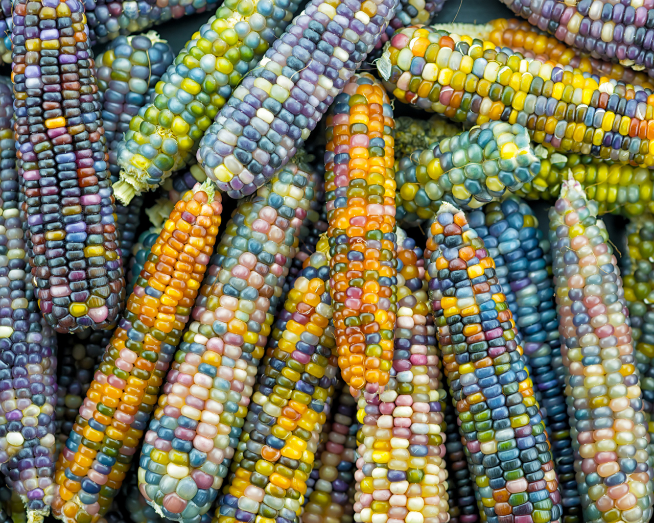 Glass Gem Corn Seeds