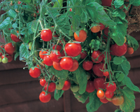 Tumbling Tom Red Tomato Seeds