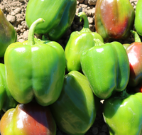 Aristotle X3R Hybrid Sweet Bell Pepper Seeds