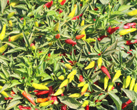 Super Chili Hybrid Hot Pepper Seeds