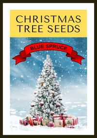 Grow Your Own CHRISTMAS TREE COLLECTION - 4 Gift Packets of Tree Seeds - Fraser Fir, Balsam Fir, Douglas Fir, & Blue Spruce + Free Gift Bag