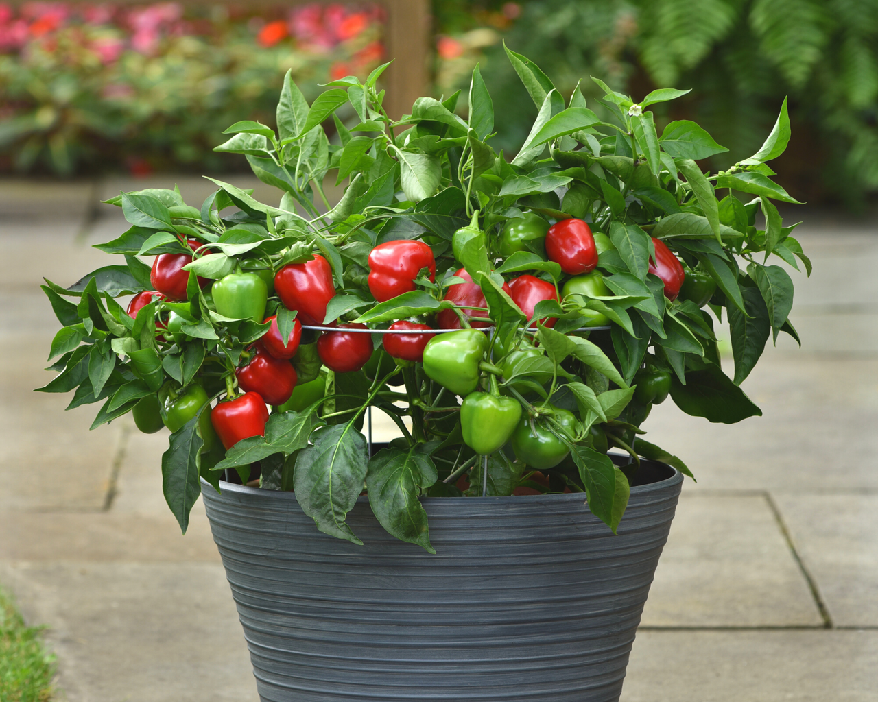 Snackabelle Red Hybrid Pepper Seeds