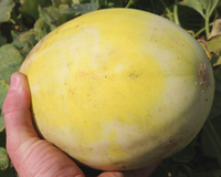Earli Dew Hybrid Honeydew Seeds