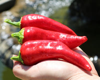 Flaming Flare Hybrid