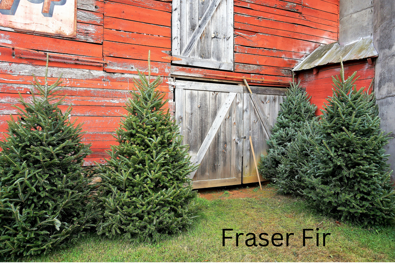 Grow Your Own CHRISTMAS TREE COLLECTION - 4 Gift Packets of Tree Seeds - Fraser Fir, Balsam Fir, Douglas Fir, & Blue Spruce + Free Gift Bag