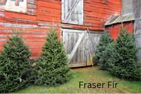 Grow Your Own CHRISTMAS TREE COLLECTION - 4 Gift Packets of Tree Seeds - Fraser Fir, Balsam Fir, Douglas Fir, & Blue Spruce + Free Gift Bag