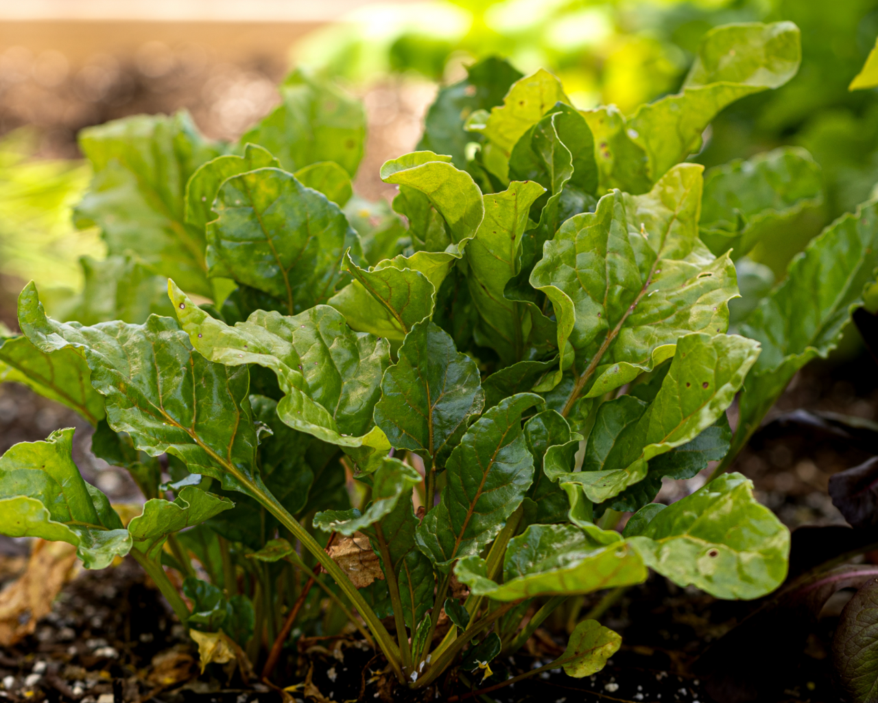 Golden Detroit Beet Seeds