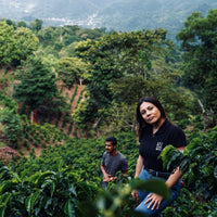 Geisha Coffee