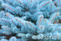 Grow Your Own CHRISTMAS TREE COLLECTION - 4 Gift Packets of Tree Seeds - Fraser Fir, Balsam Fir, Douglas Fir, & Blue Spruce + Free Gift Bag