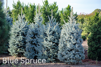 Grow Your Own CHRISTMAS TREE COLLECTION - 4 Gift Packets of Tree Seeds - Fraser Fir, Balsam Fir, Douglas Fir, & Blue Spruce + Free Gift Bag