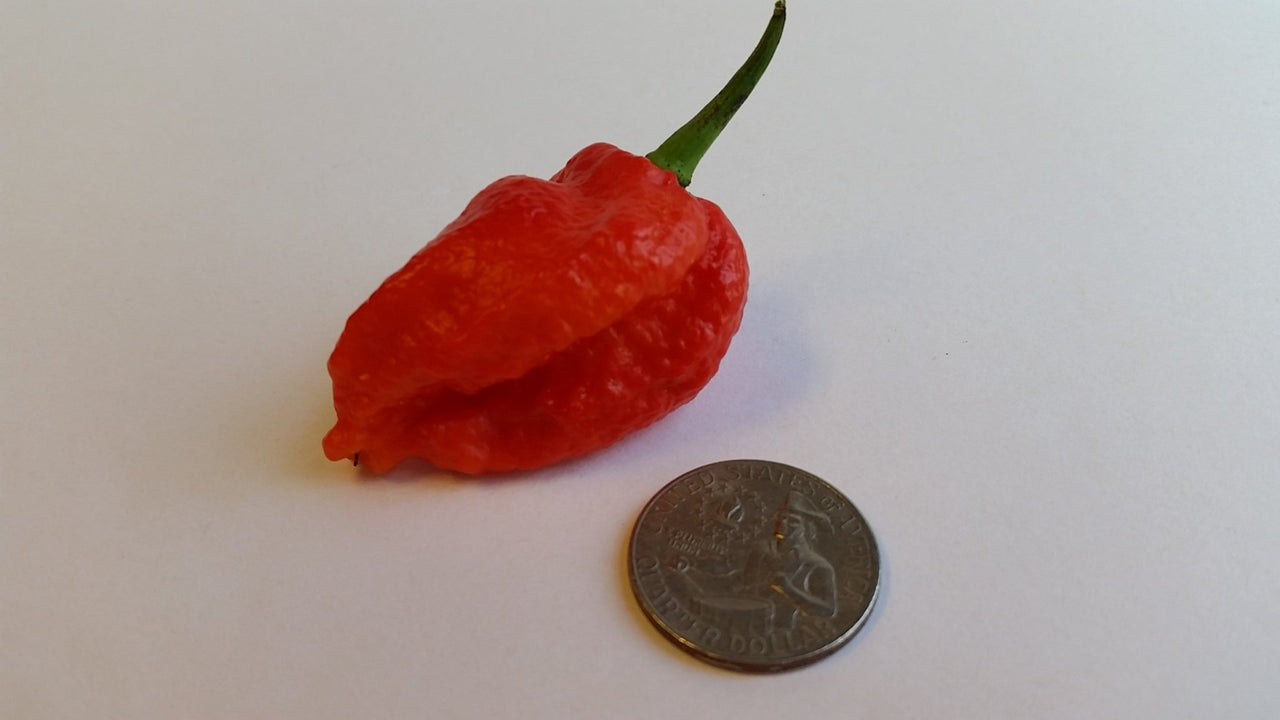 7 Pot Bhutlah Bubblegum Red - Seeds - The Pepper Pantry (Formerly Marie Sharp's)