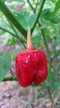 7 Pot Bubblegum - Seeds - The Pepper Pantry (Formerly Marie Sharp's)