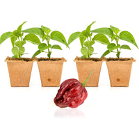 7 Pot Douglah Pepper Plants - The Pepper Pantry (Formerly Marie Sharp's)