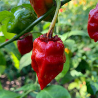 7 Pot Jonah x Congo Red - Seeds - The Pepper Pantry (Formerly Marie Sharp's)