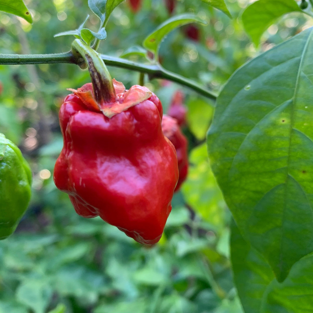 7 Pot Jonah x Congo Red - Seeds - The Pepper Pantry (Formerly Marie Sharp's)