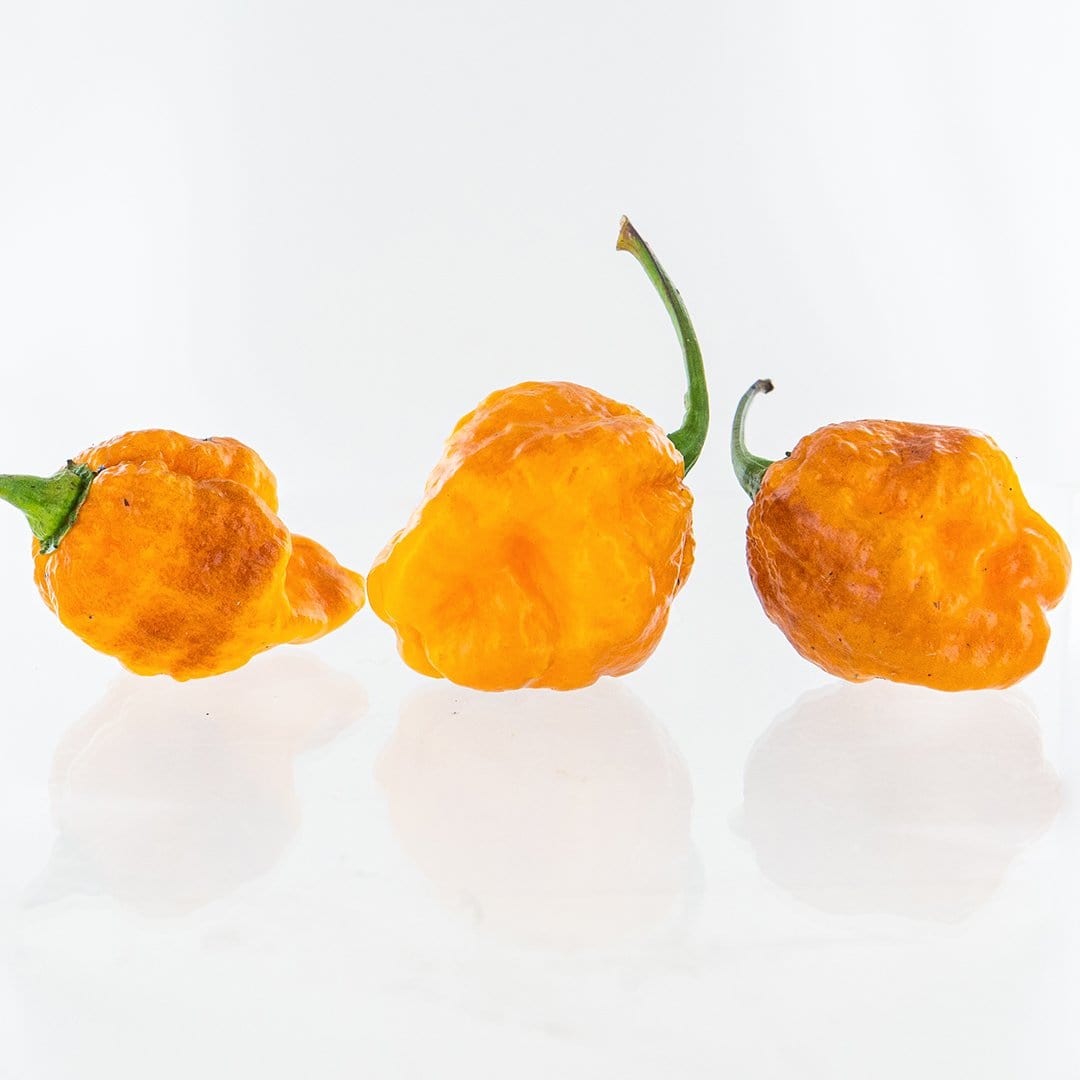7 Pot Jonah x Pimienta de Neyde (7JPN) Pepper Seeds - The Pepper Pantry (Formerly Marie Sharp's)