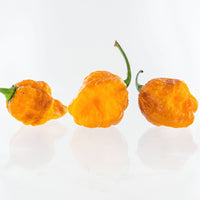 7 Pot Jonah x Pimienta de Neyde (7JPN) Pepper Seeds - The Pepper Pantry (Formerly Marie Sharp's)