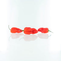 7 Pot Katie Pepper Seeds (Non - Isolated) - The Pepper Pantry (Formerly Marie Sharp's)