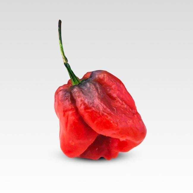 7 Pot Merlot Pepper Seeds - The Pepper Pantry (Formerly Marie Sharp's)