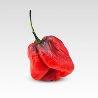 7 Pot Merlot Pepper Seeds - The Pepper Pantry (Formerly Marie Sharp's)