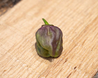7 Pot Merlot Pepper Seeds - The Pepper Pantry (Formerly Marie Sharp's)