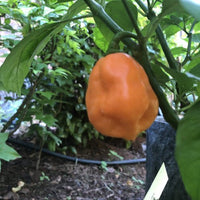 7 Pot Pink - Seeds - The Pepper Pantry (Formerly Marie Sharp's)