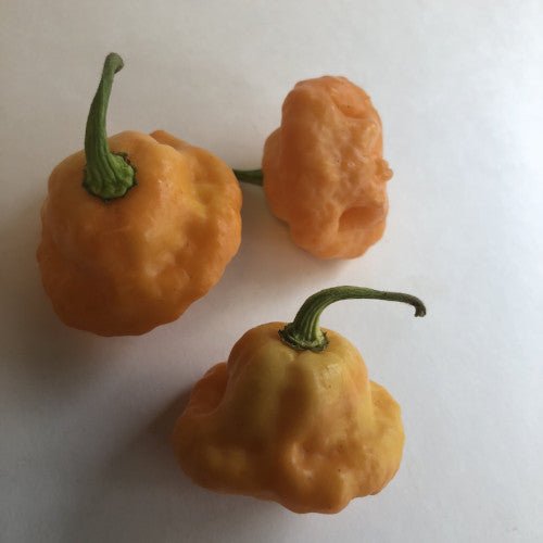 7 Pot Pink - Seeds - The Pepper Pantry (Formerly Marie Sharp's)