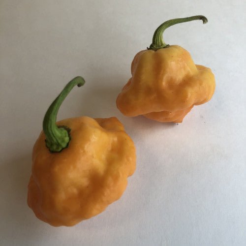 7 Pot Pink - Seeds - The Pepper Pantry (Formerly Marie Sharp's)