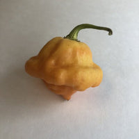 7 Pot Pink - Seeds - The Pepper Pantry (Formerly Marie Sharp's)