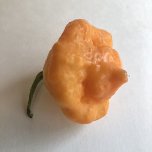 7 Pot Pink - Seeds - The Pepper Pantry (Formerly Marie Sharp's)