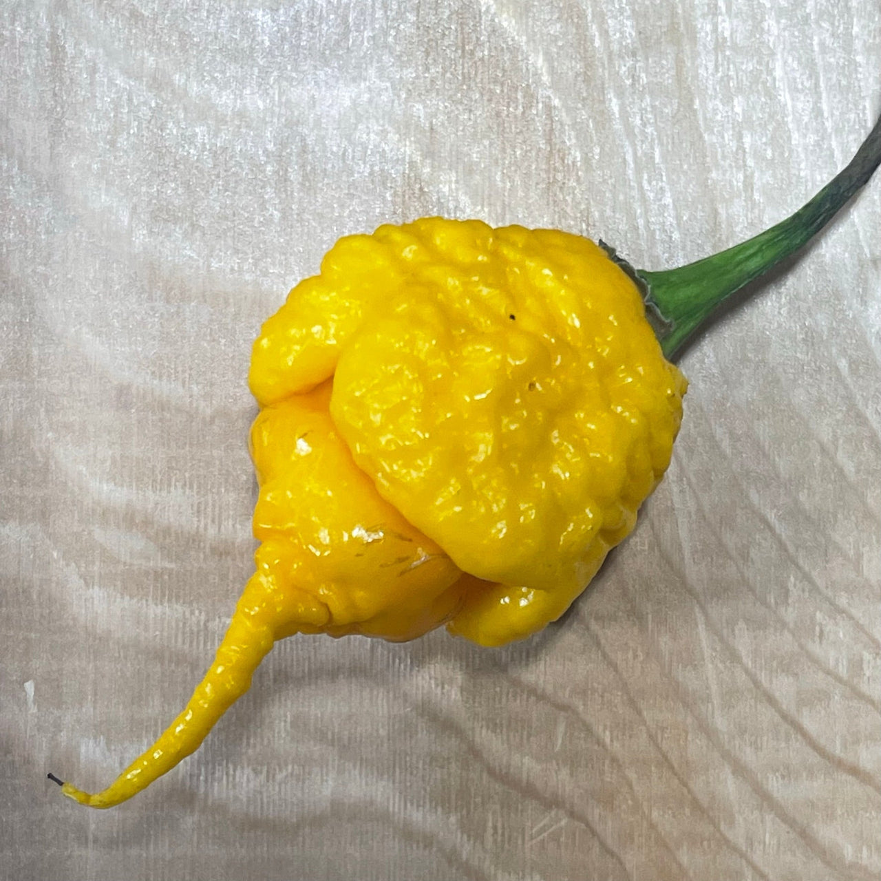 7 Pot Primo Yellow - Seeds - The Pepper Pantry (Formerly Marie Sharp's)